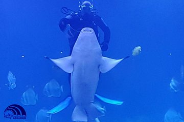 Official Account: Hurghada Grand Aquarium Entrance Tickets