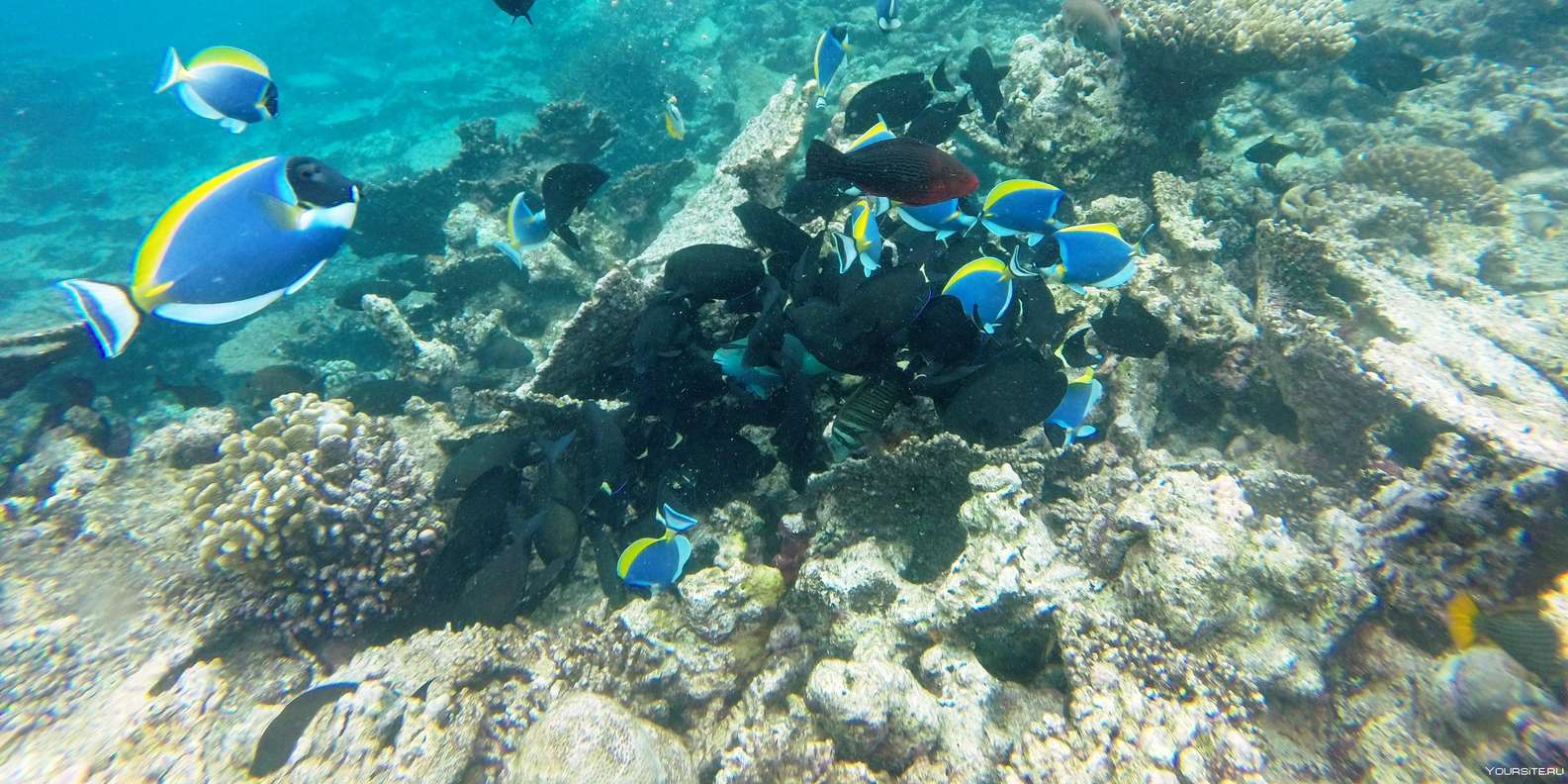 Hurghada: Day Snorkeling with Dolphins